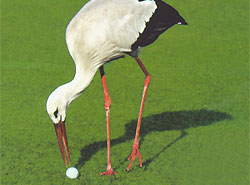 Campo de golf valencia